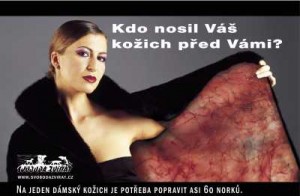 tramvaj-kozich2[1].jpg