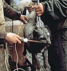 fur15[1].jpg