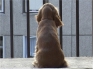 puppy34_aktuality[1].jpg